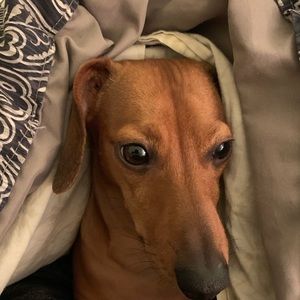 Meet your Posher, Bailey